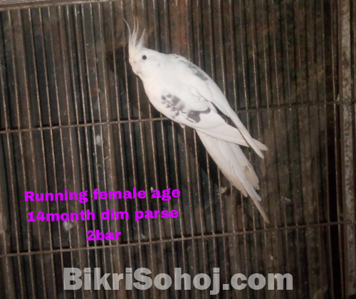 কোকাটেল পাখি
